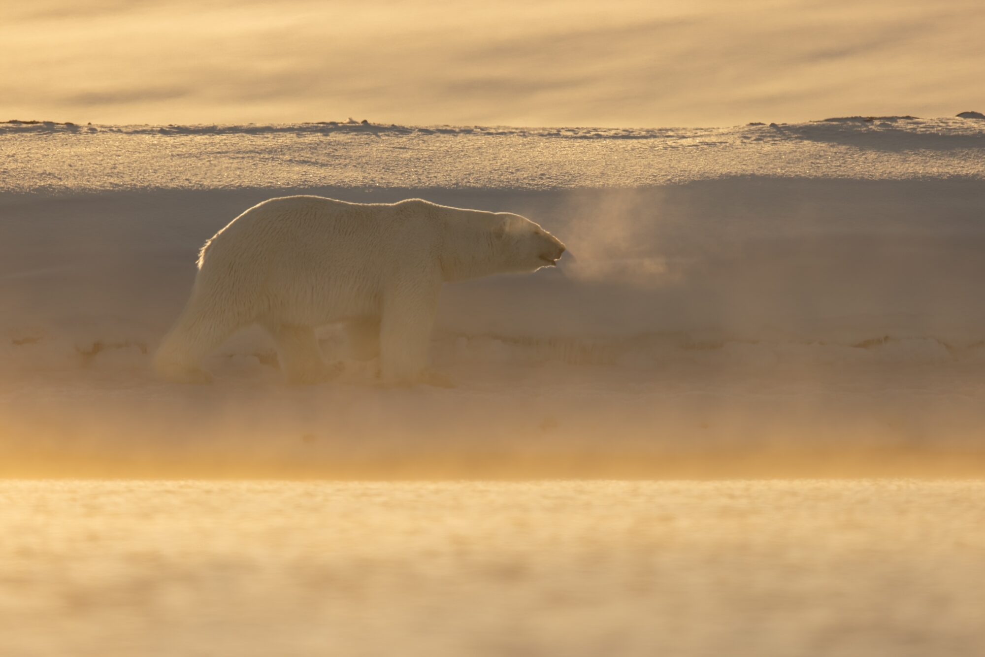 Polar bear walking along the shore lines. Photo by Ömer Acar