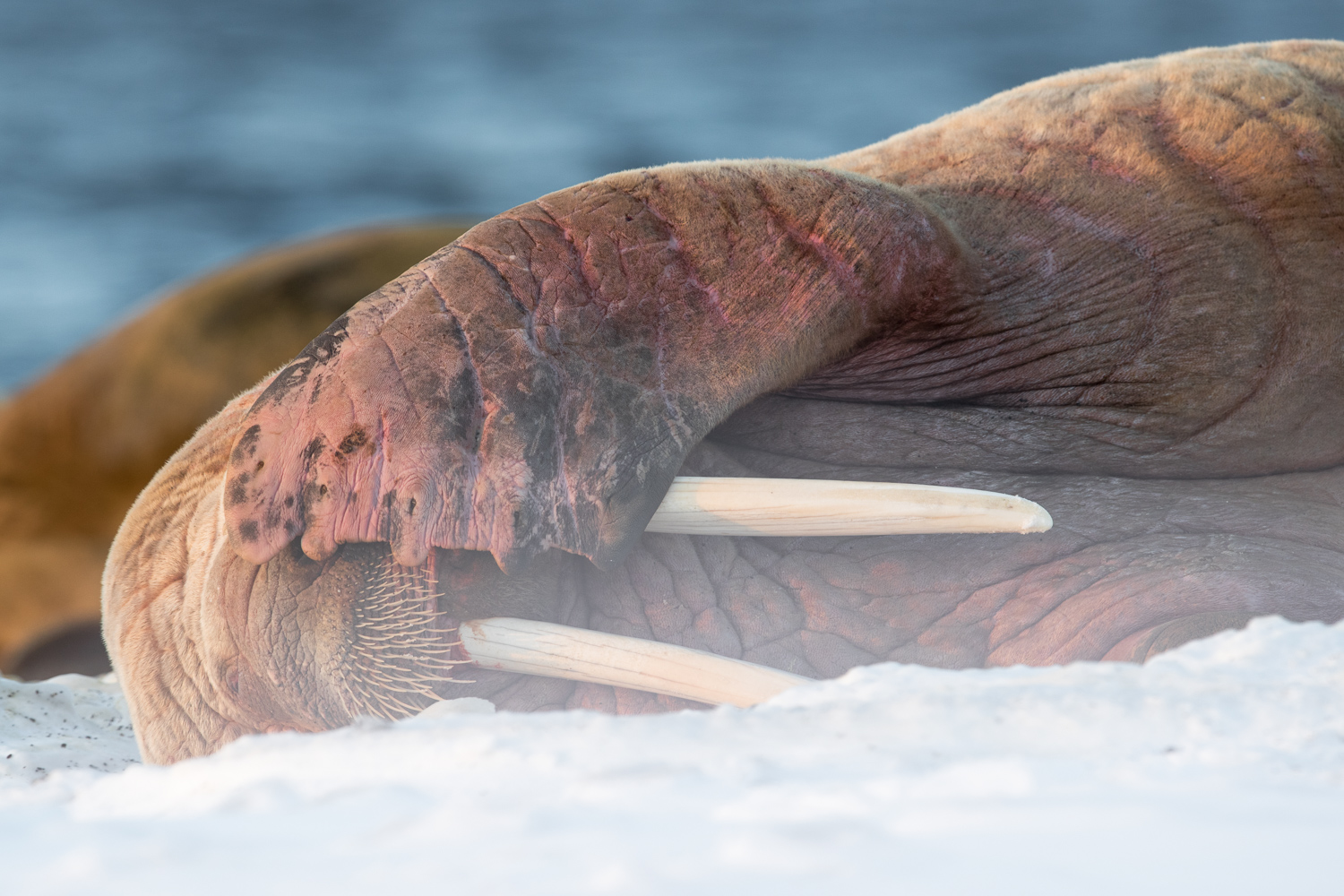 Animals of the Ice: Walruses