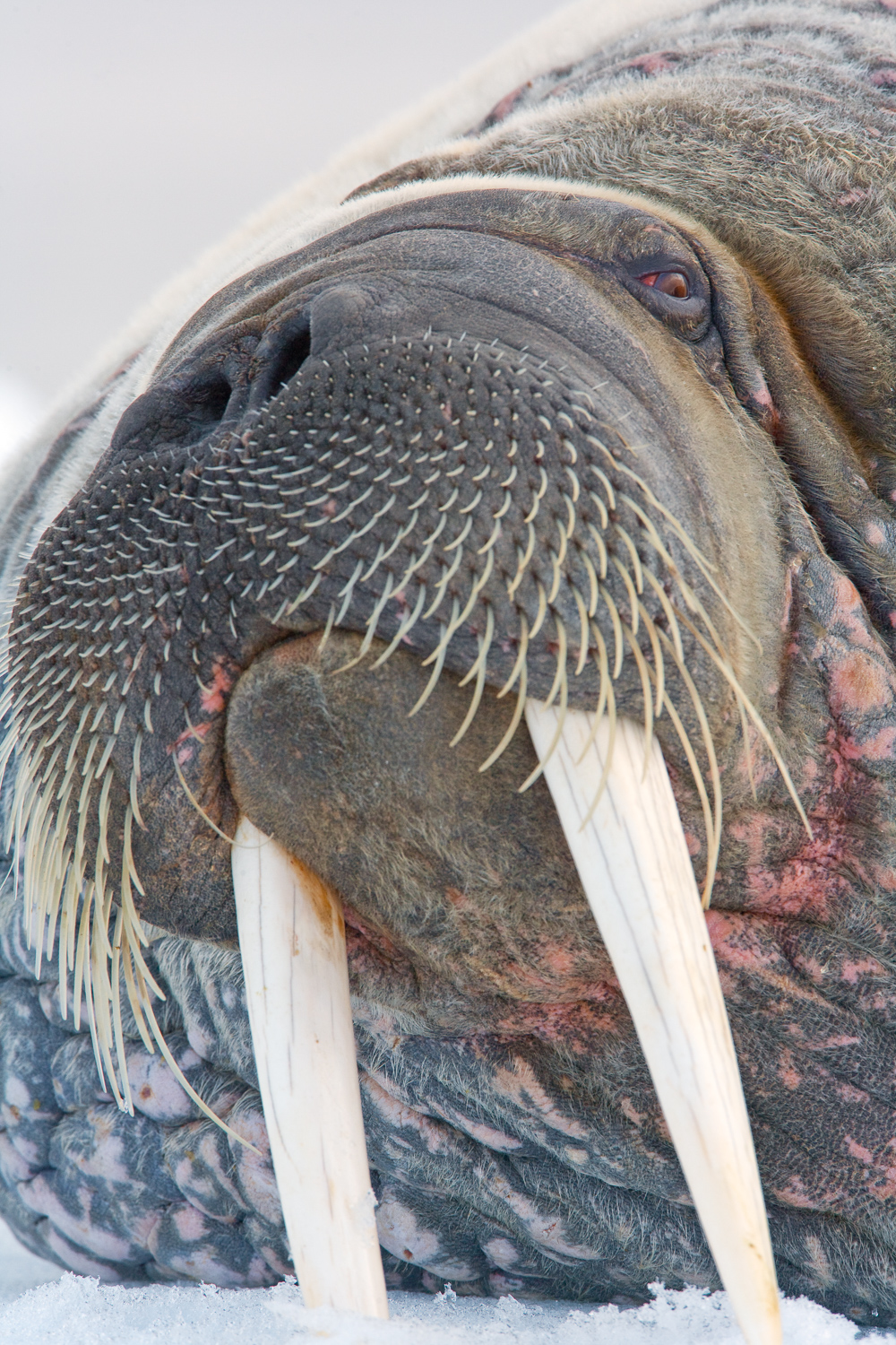 Walrus, Odobenus rosmarus, Hvalross, Svalbard
