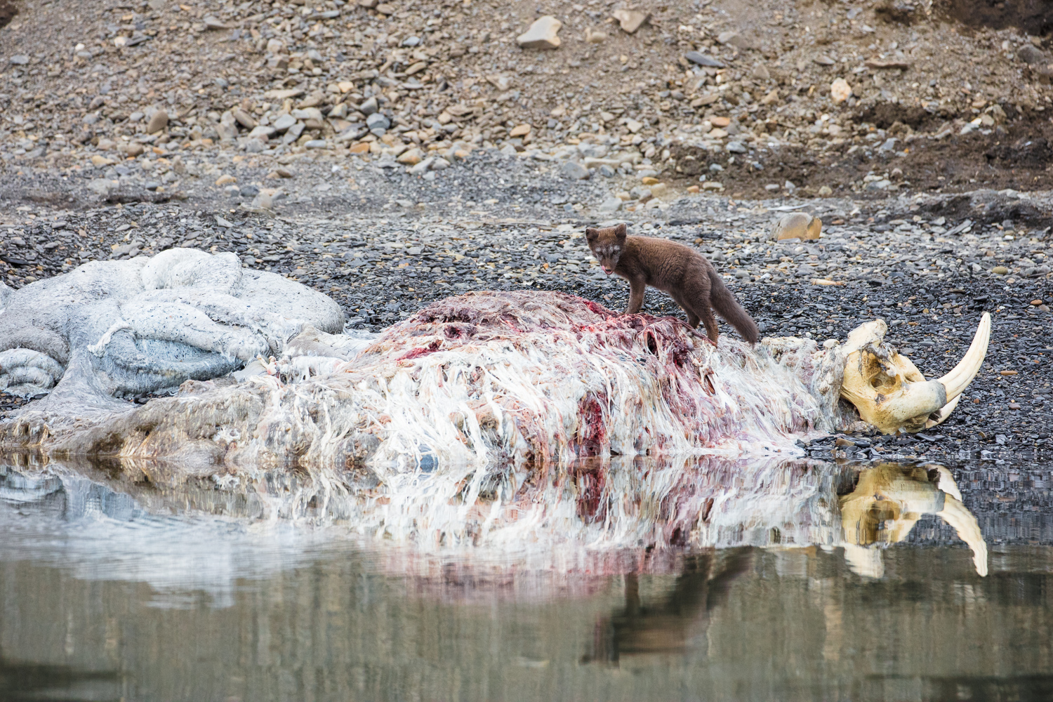 Arctic Fox (Blue Fox) feed on a dead Walrus