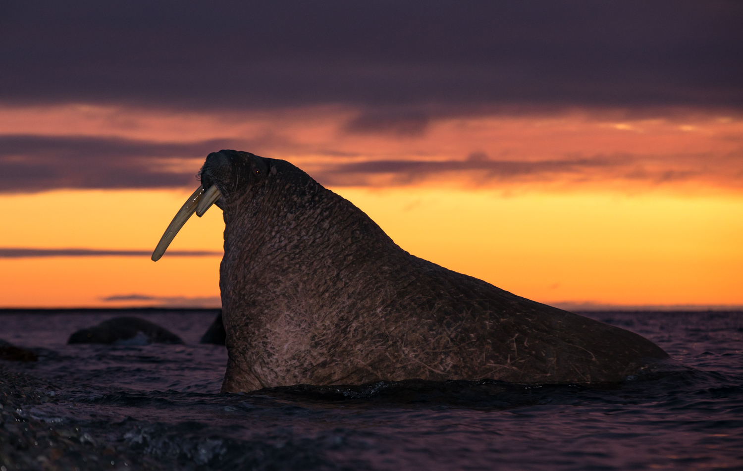 A walrus during sunrise. This is only something we can see in September.