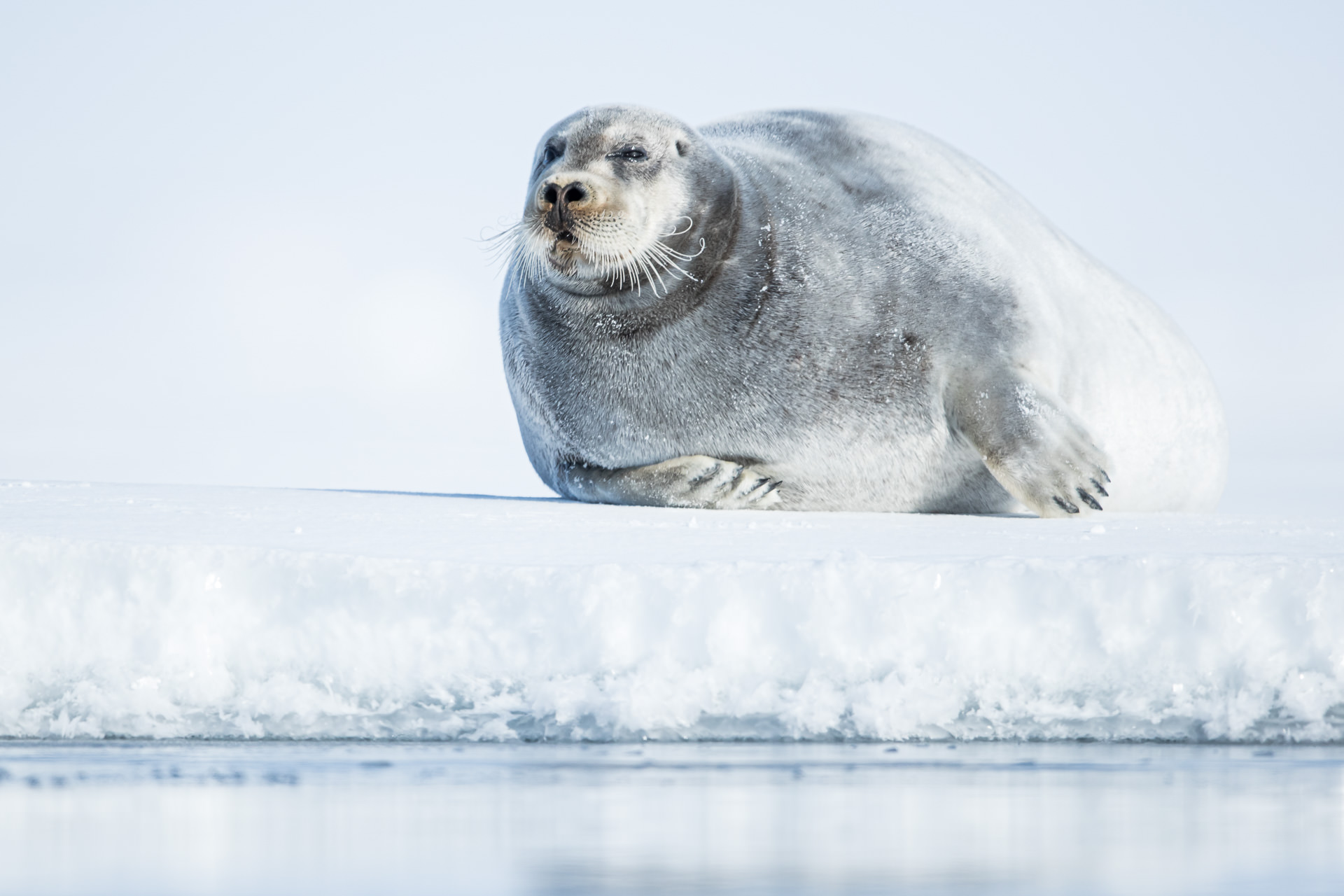 Bearded Seal resting on frozen fjord ice. Early April with frozen fjords.