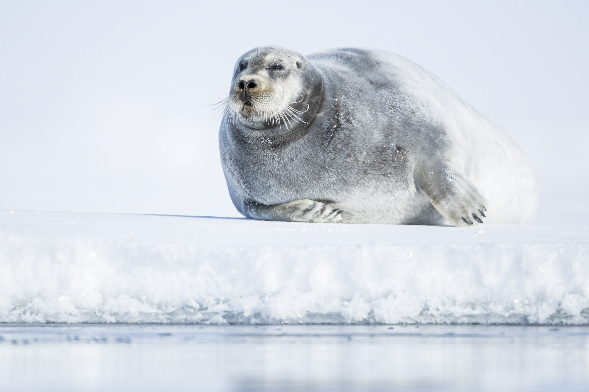 Seasons And Light On Svalbard Arctic Wildlife Tours