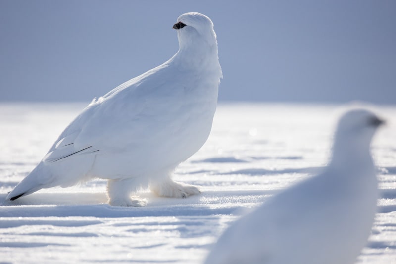 Arctic winter season