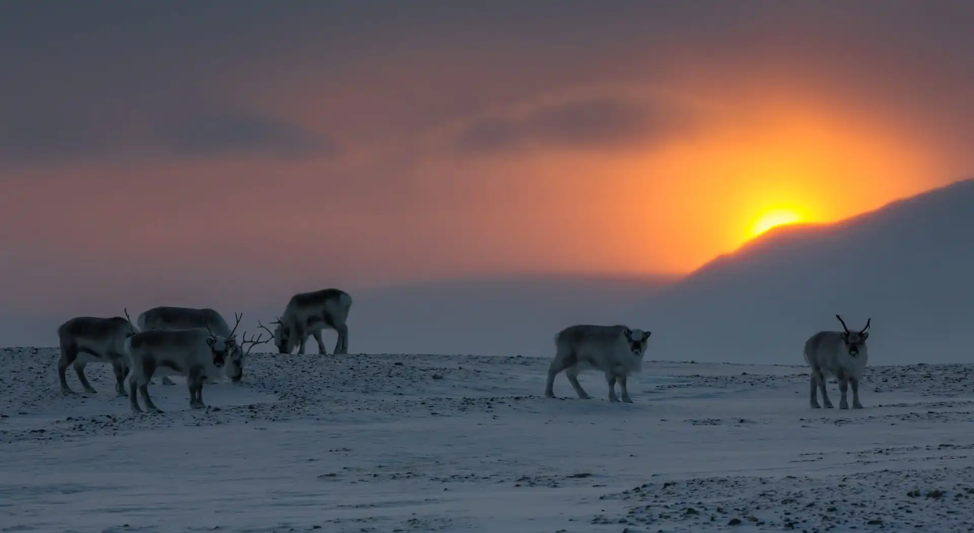 arctic winter season sunrise february svalbard reindeer min