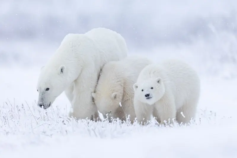 canadian arctic tours