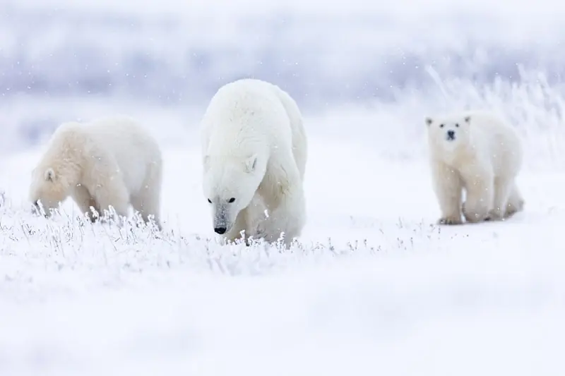 Canadian Arctic Tours