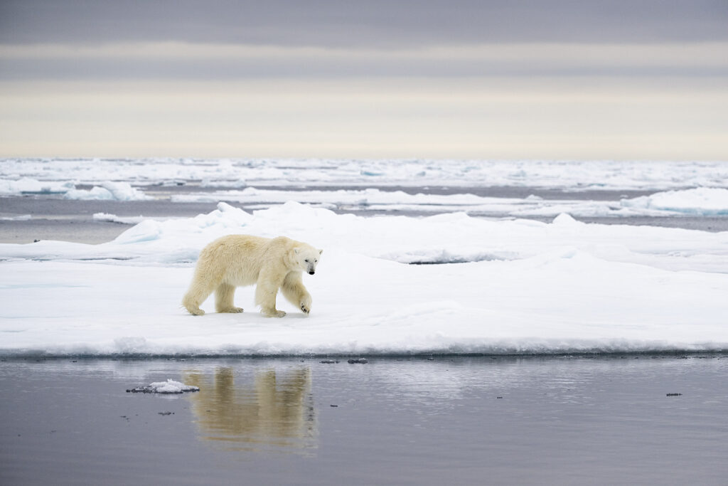 svalbard photo expeditions