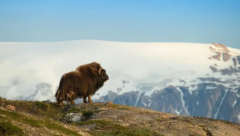 Greenland-Photo-Tours