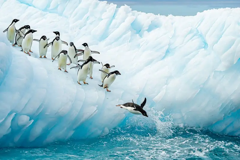 lindblad expeditions Antarctica