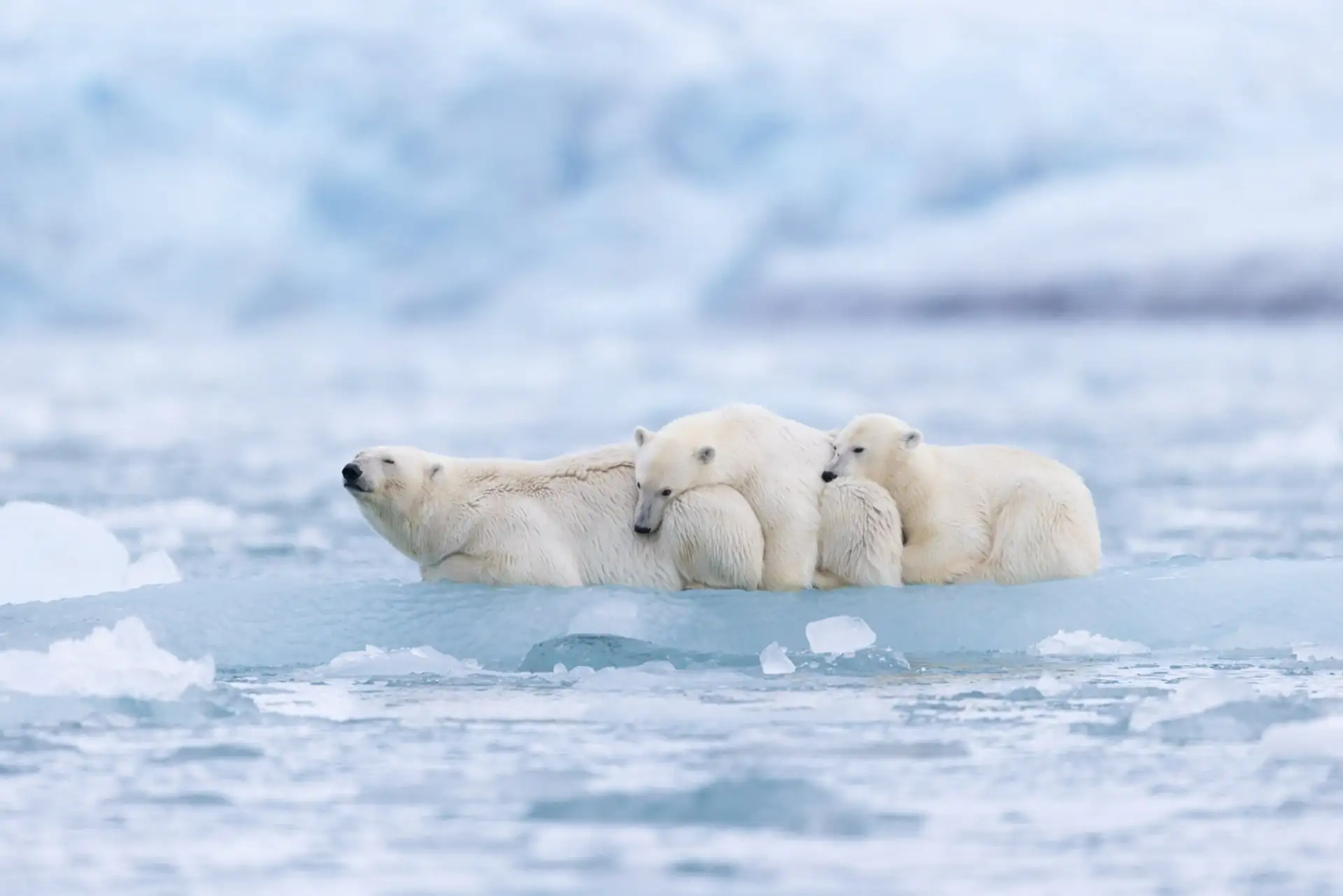 polar bear photography polar bear information page min