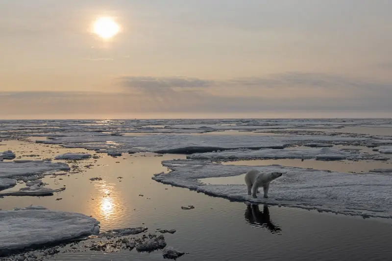 polar bear photography