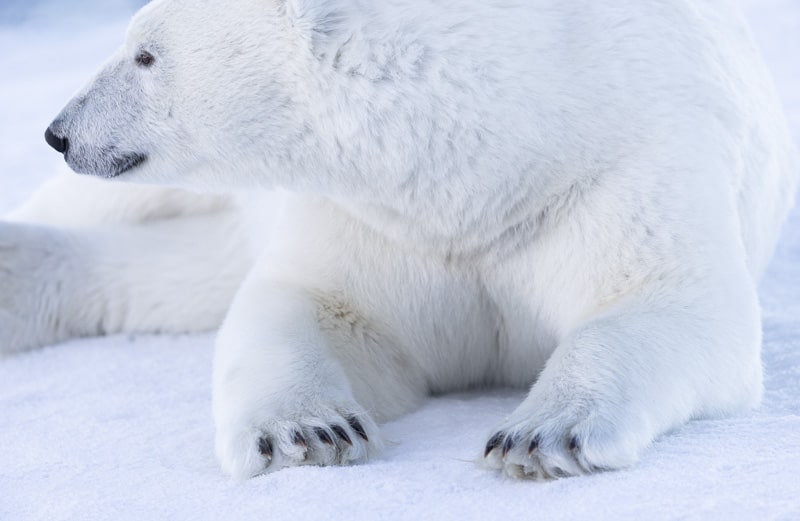 polar bear photography