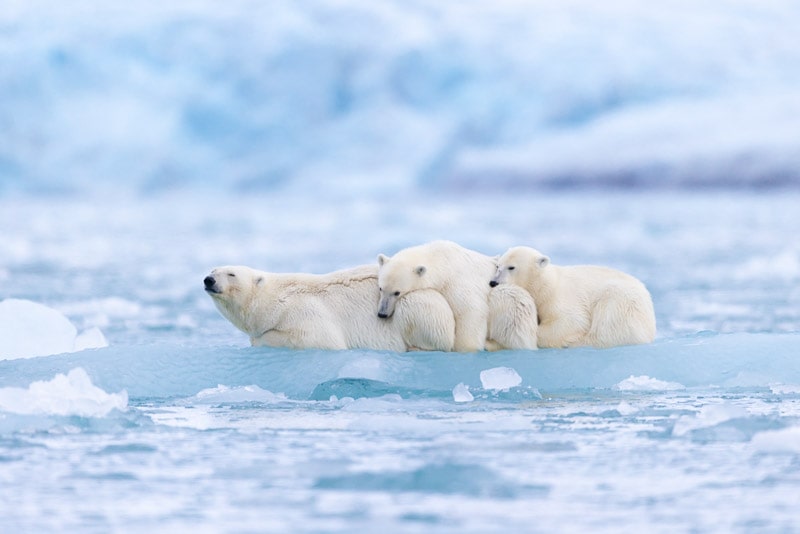 svalbard expeditions into the pack ice