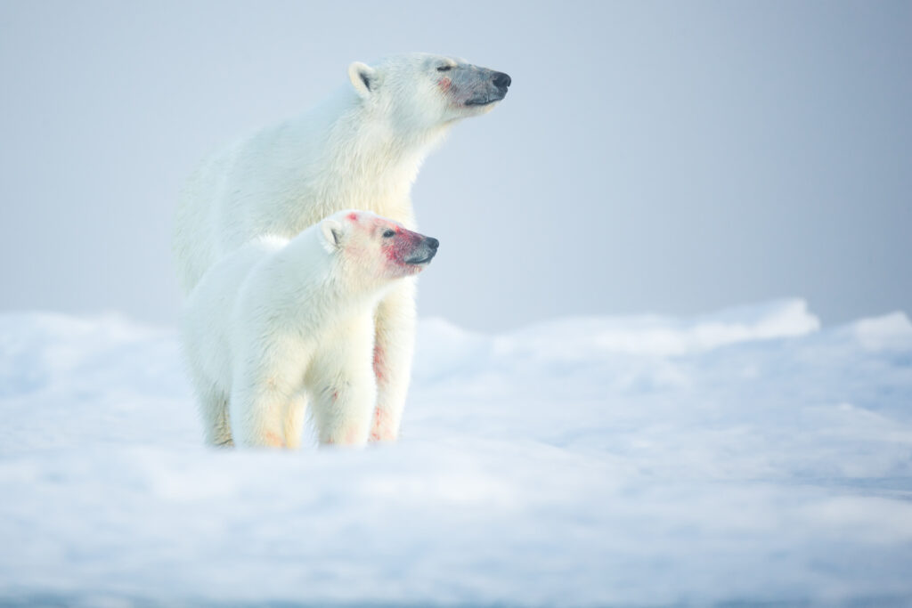 svalbard photo tours