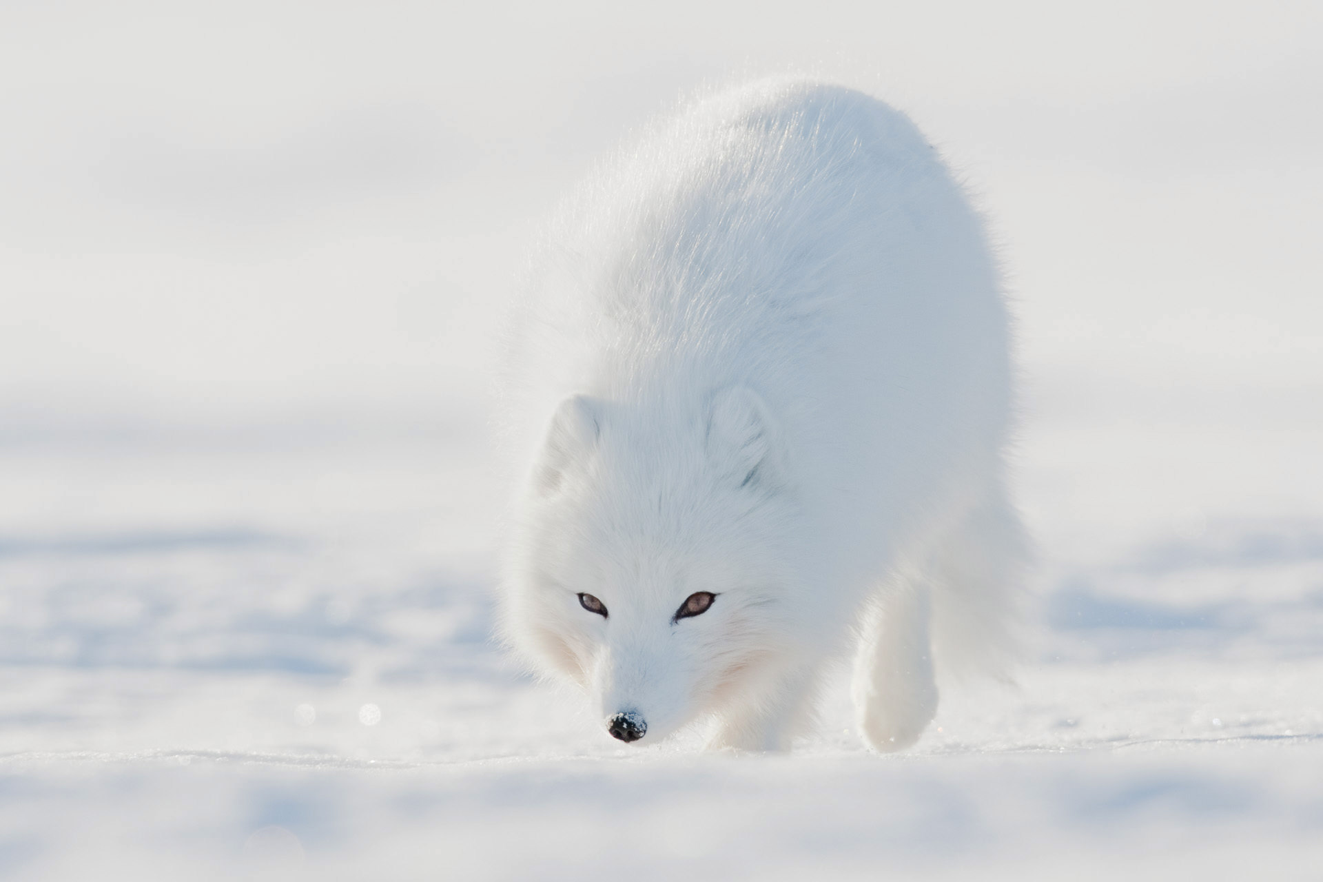 A totally white Arctic fox in beginning of April on Svalbard.