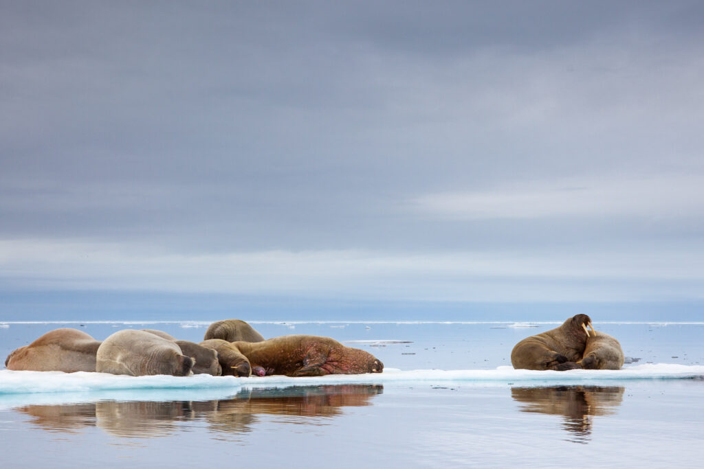 peak wildlife season Svalbard