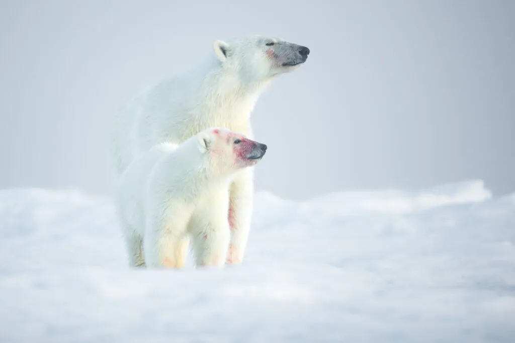 peak wildlife season svalbard