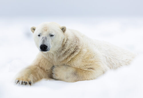 Svalbard wildlife expeditions
