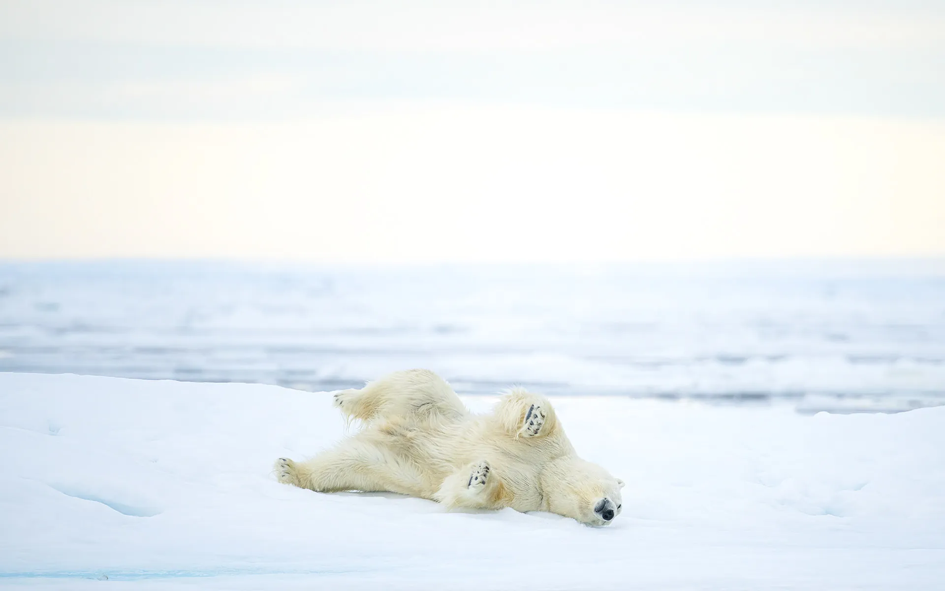 Photo safari Svalbard