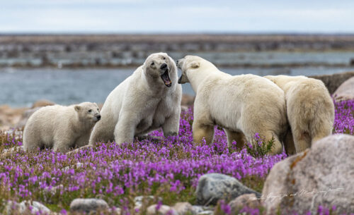 polar bears fireweed