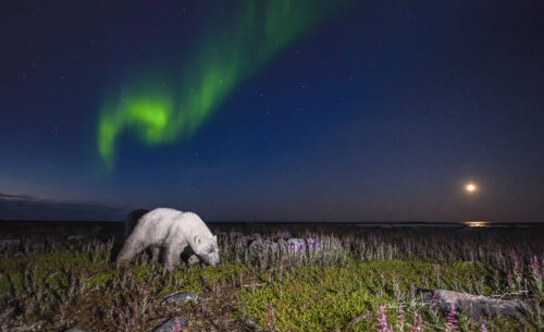 polar bears fireweed