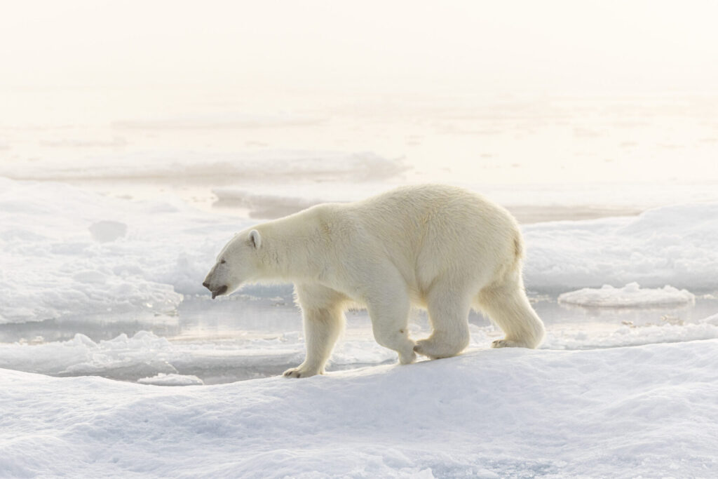 arctic wildlife safari