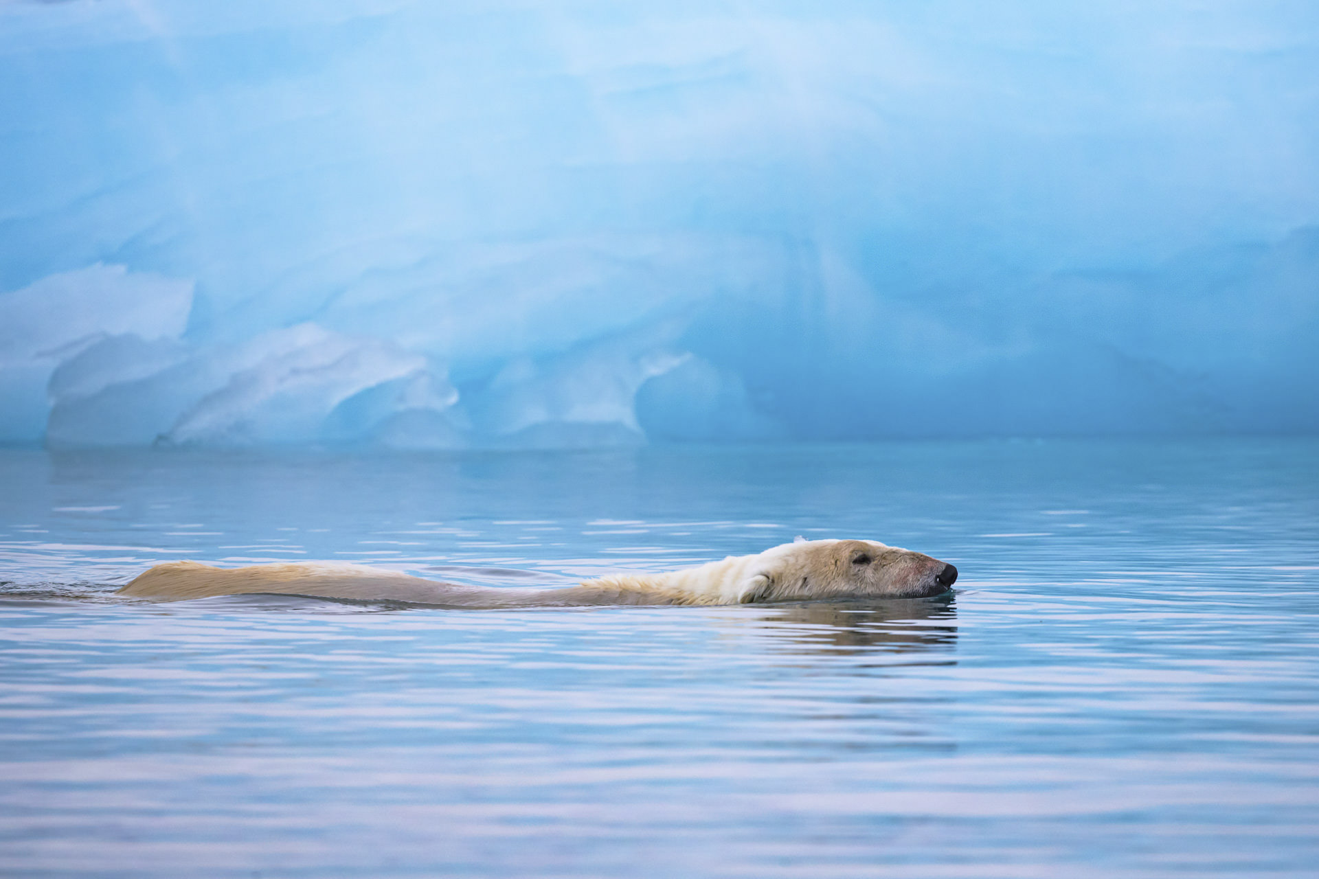 polar bear behaviour