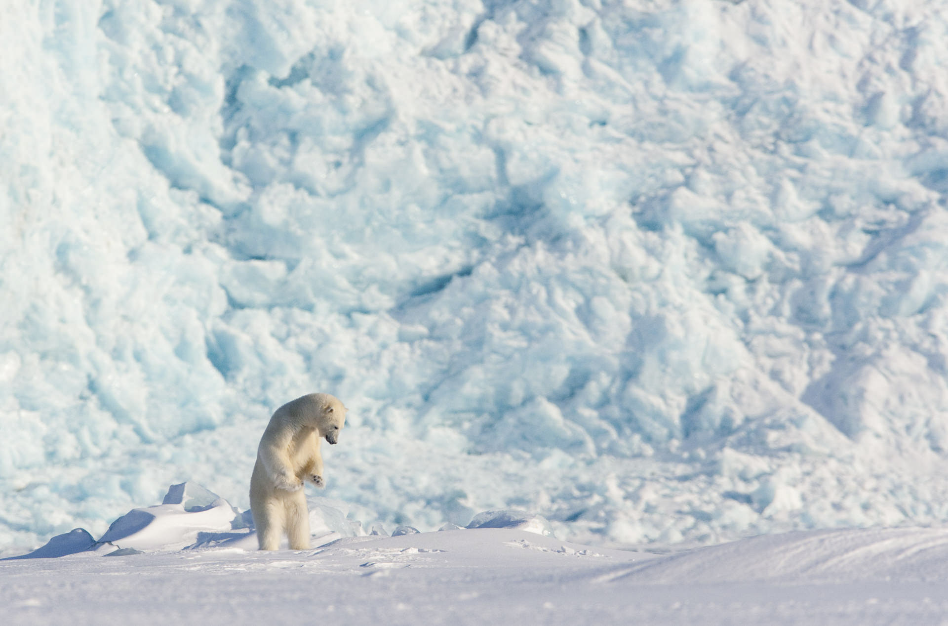 polar bear behaviour