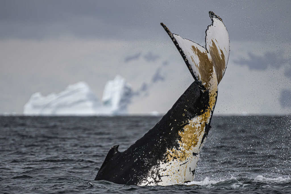 antarctica photography expedition