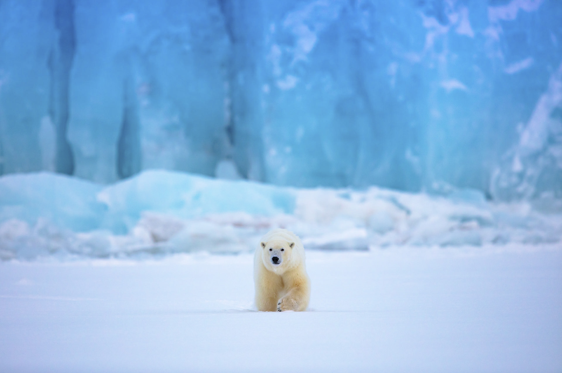 polar bear behaviour