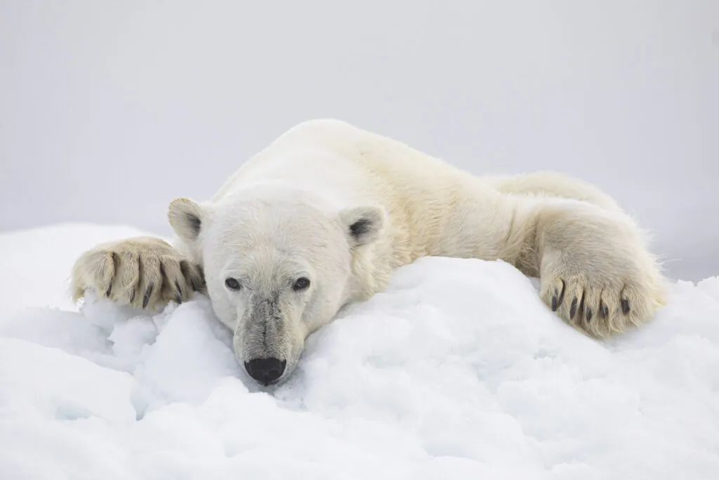 polar bear behaviour