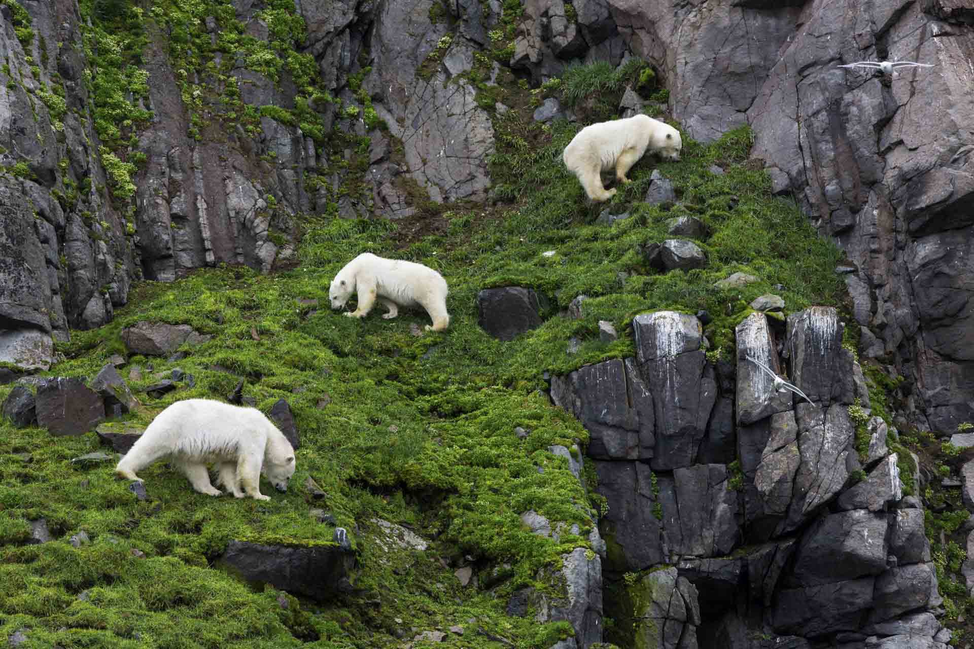 polar bear behaviour