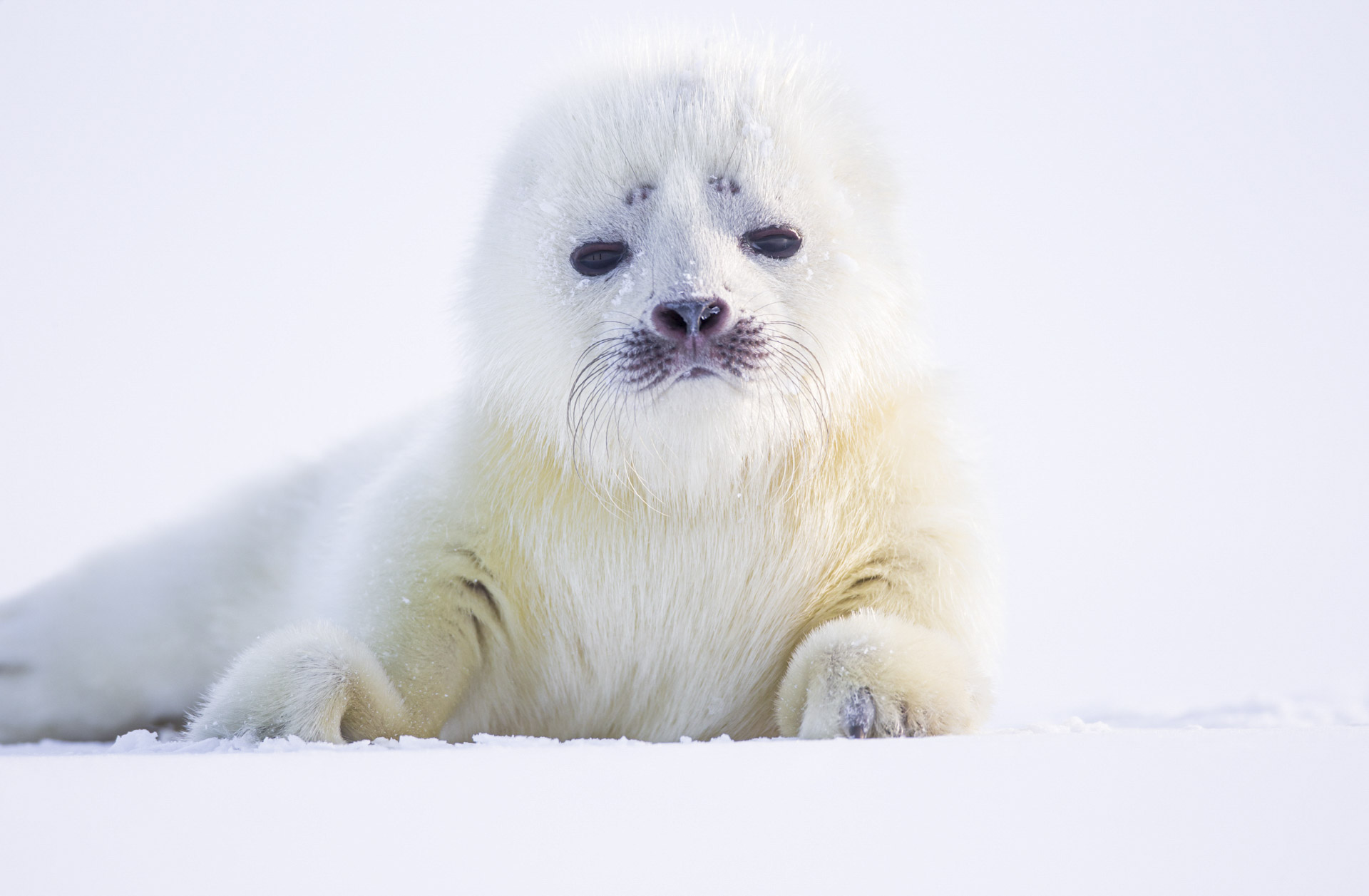 Svalbard vinter 2013. Stefano Poli. Arctici. Ringselunge.