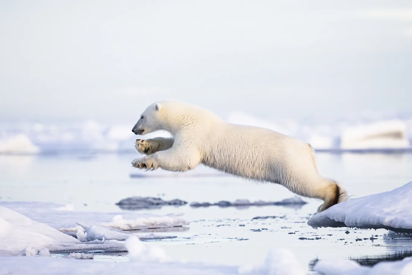 Polar bear in the pack ice