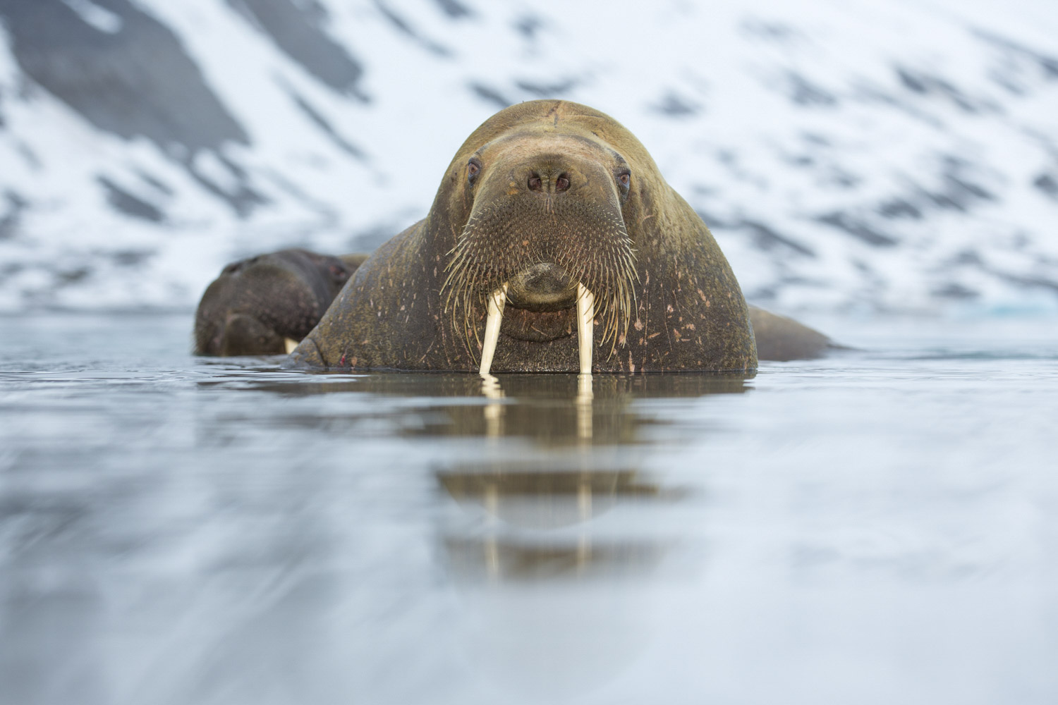 photographic opportunities on Svalbard