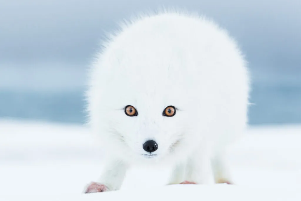 Arctic Fox photography tour