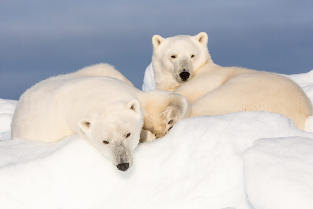 arctic wildlife tours