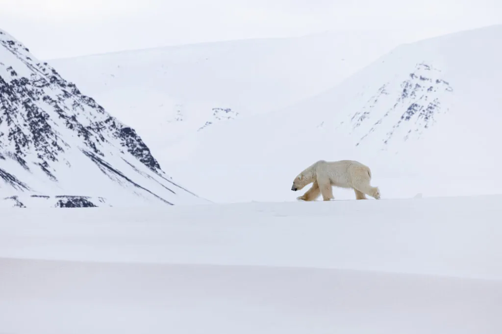 svalbard winter landscapes