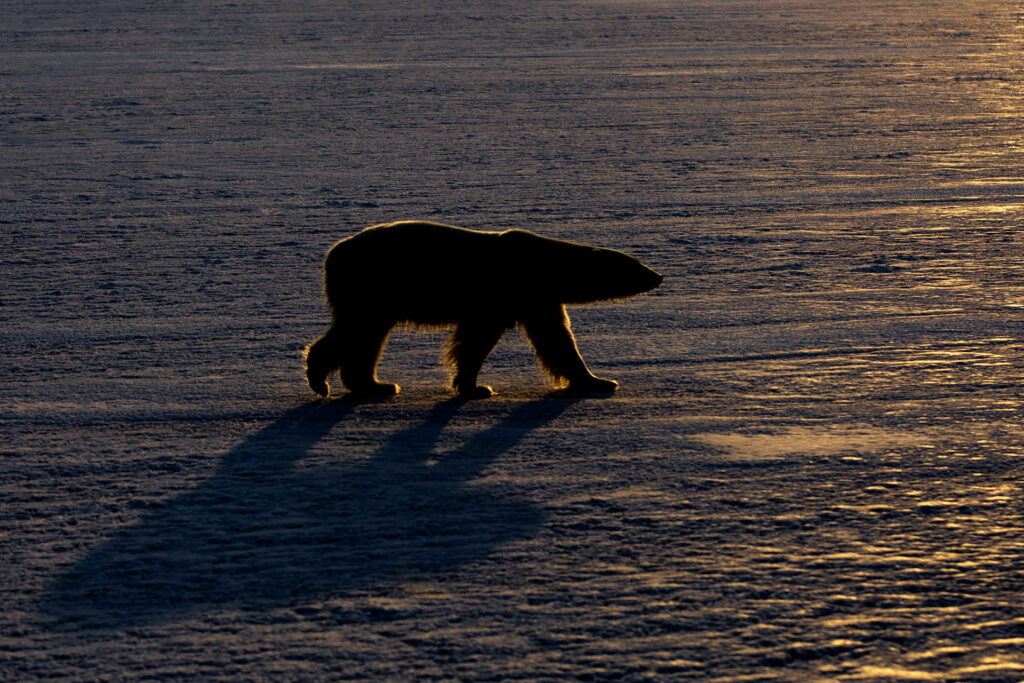 svalbard winter landscapes