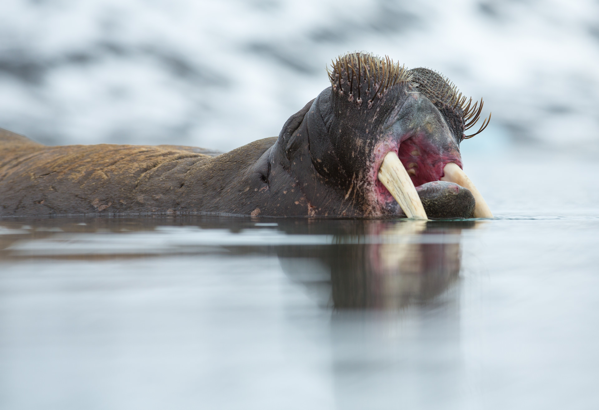 photograpohic opportunities on Svalbard