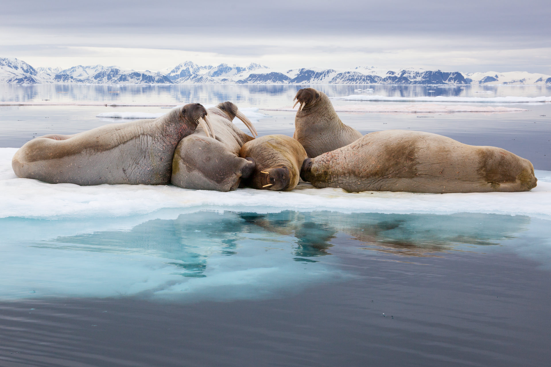 photographic opportunities on Svalbard