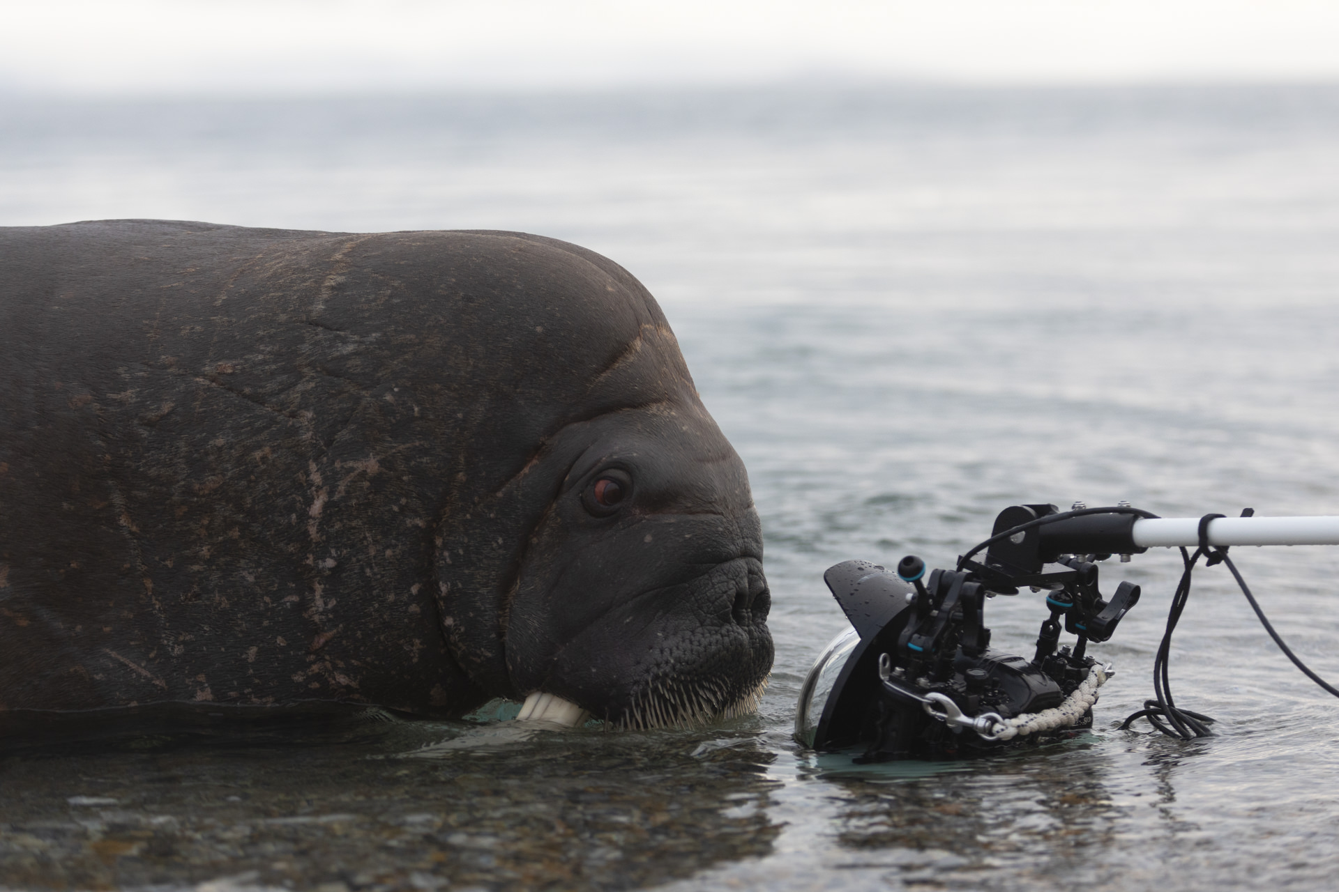 Photographic opportunities on Svalbard