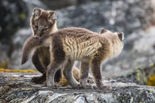 peak season expedition svalbard