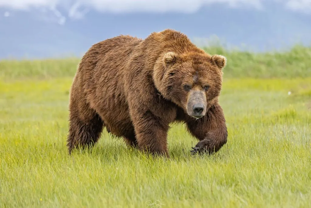 Alaska Brown Bear