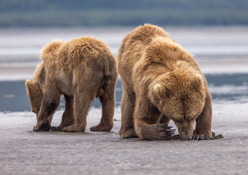 Alaska Brown Bear