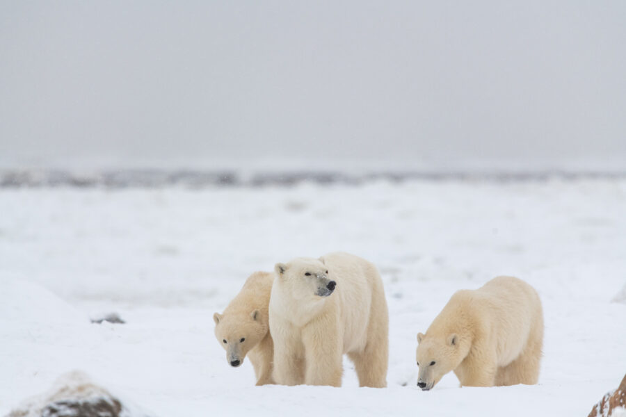 Walking with Polar Bears - Arctic Wildlife Tours