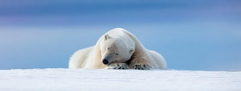 Where Can You Safely See Polar Bears in the Arctic
