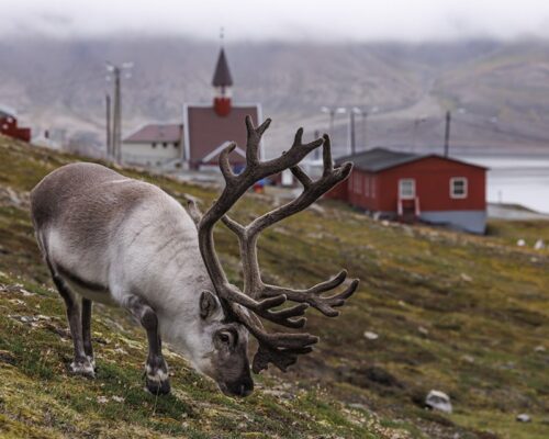 Arctic-Photography-Tours-Felix-Svalbard