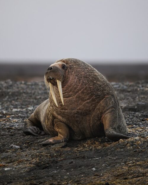 Arctic-Photography-Tours-Felix-Svalbard